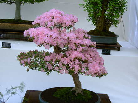 Malvern Spring Show 2008