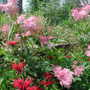Flowers_hestercombe