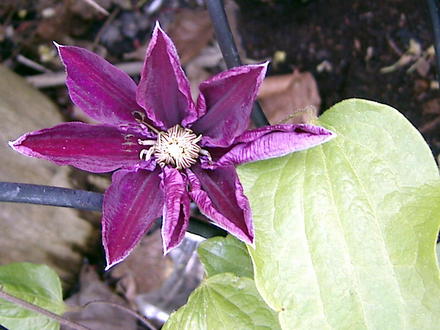 Clematis Vivienne Beth Currie (Clematis 'Vivienne Beth  Currie')