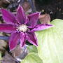2008-05-10_new_clematis_bloom
