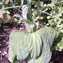 2008-05-10_006