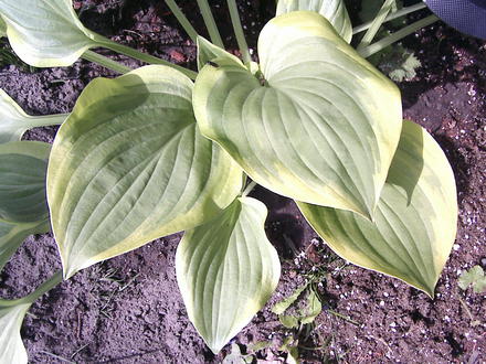 Hosta Aureomarginata  (Hosta Aureomarginata)