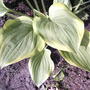 2008-05-10_005
