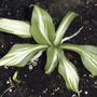 2008-05-10_001