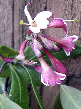 Honeysuckle 'Dropmore Scarlet' blossom (Lonicera brownii 'Dropmore Scarlet')