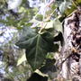 English ivy (Hedera helix)