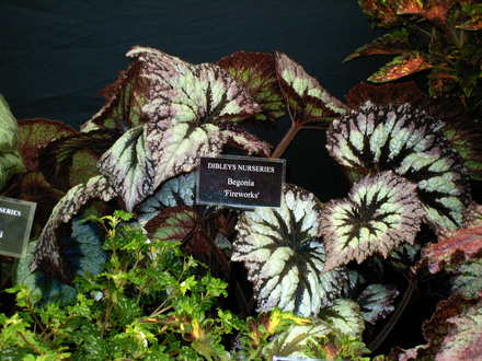 Malvern Spring Show 2008