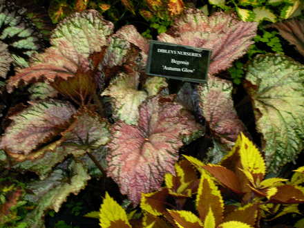 Malvern Spring Show 2008