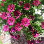 Osteospermum jucundum