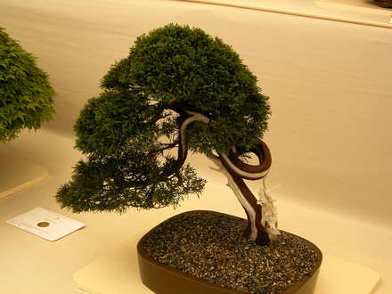 Malvern Spring Show 2008