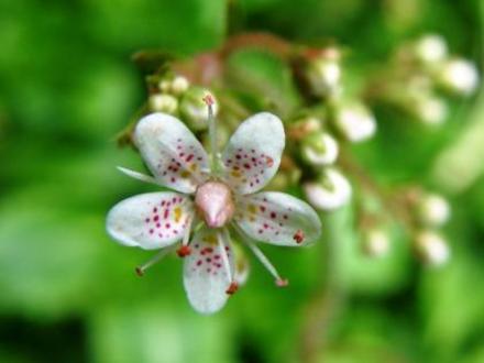 Saxifraga Umbrosa (Saxifraga umbrosa (London Pride))