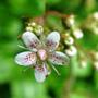Saxifraga Umbrosa (Saxifraga umbrosa (London Pride))