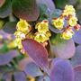 berberis