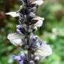 ajuga