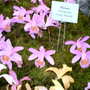2008_shows_086