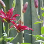 Tiger Lily (L. tigrinum)