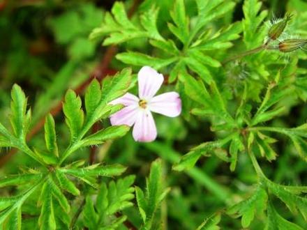 geranium robertainum (Geranium robertianum (Cranesbill))