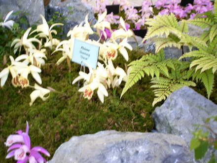 Malvern Spring Show 2008