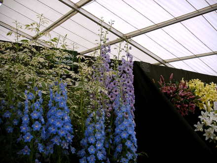 Malvern Spring Show 2008