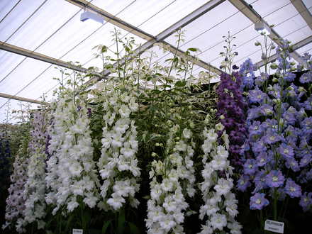 Malvern Spring Show 2008