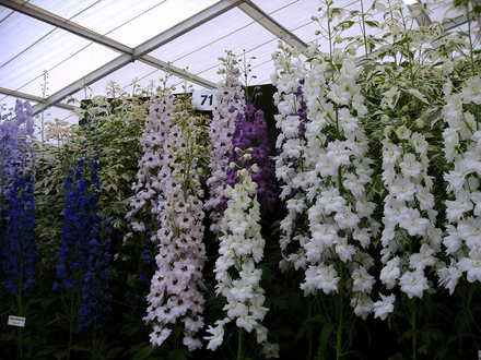 Malvern Spring Show 2008