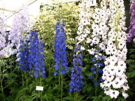 Malvern Spring Show 2008