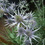 2007_0706harlowcarr20003