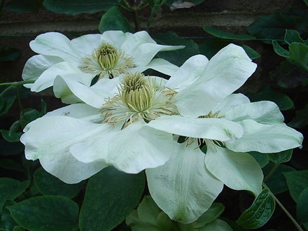 Clematis 'Guernsey Cream' - flowers a couple of days after opening (Clematis 'Guernsey Cream')