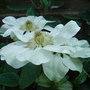 Clematis__guernsey_cream__2