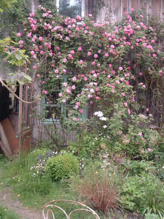 rose Zephine drouhin (Zephine drouhin)