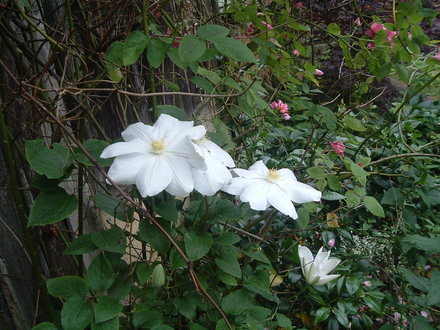 Clematis mme Le Coultre (Clematis mme Le Coultre)