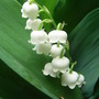 Convallaria_majalis
