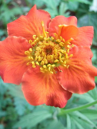 Geum 'Mrs Bradshaw' (Geum 'Mrs Bradshaw')