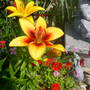 Garden_pics_2007_131