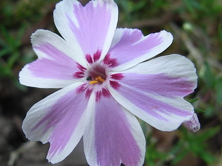 Phlox divaricata 'Chattahoochee' (Phlox divaricata 'Chattahoochee')