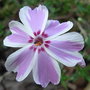 Phlox divaricata 'Chattahoochee' (Phlox divaricata 'Chattahoochee')