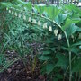Polygonatum_x_hybridum