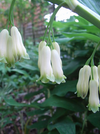 Polygonatum x hybridum - close-up (Polygonatum x hybridum)