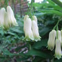 Polygonatum_x_hybridum_-_close-up