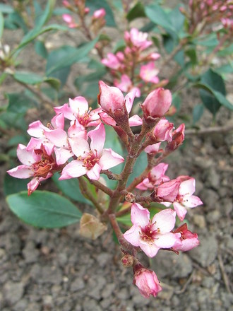 Raphiolepis x delacourii 'Coates Crimson' (Raphiolepis x delacourii 'Coates Crimson')
