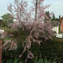 Tamarix_tetrandra