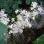Thalictrum aquilegiifolium var album (Thalictrum aquilegiifolium 'Thundercloud')