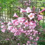 Weigela_florida__foliis_purpureis_