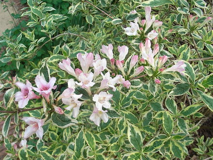Weigela florida 'Variegata' (Weigela florida)