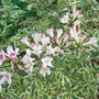 Weigela florida 'Variegata' (Weigela florida)