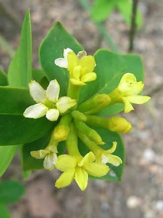 Wikstroemia gemmata (Wikstroemia gemmata)