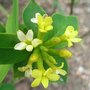 Wikstroemia gemmata (Wikstroemia gemmata)
