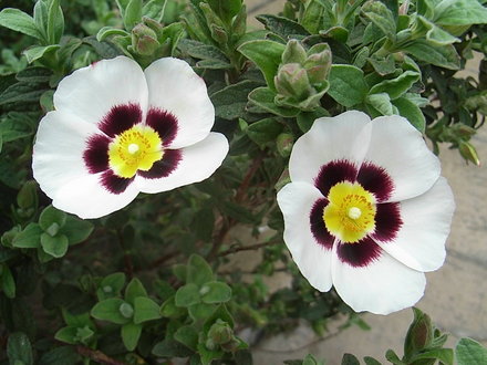 x Halimiocistus wintonensis (x Halimiocistus wintonensis)