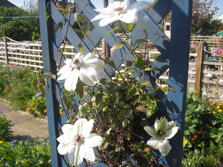 Clematis