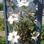 Clematis